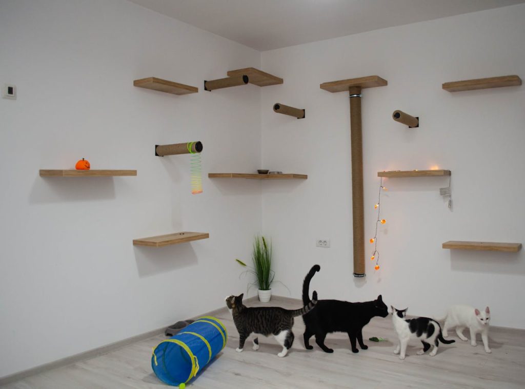 A group of cats exploring a minimalist indoor cat room with shelves and play toys.
